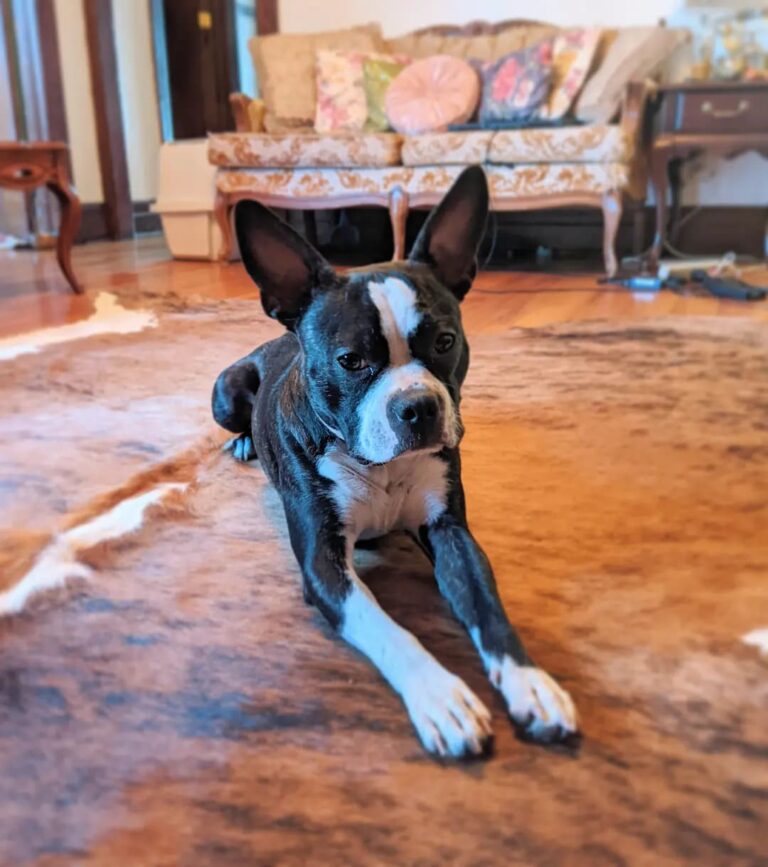 Bowie the Boston Terrier Dog